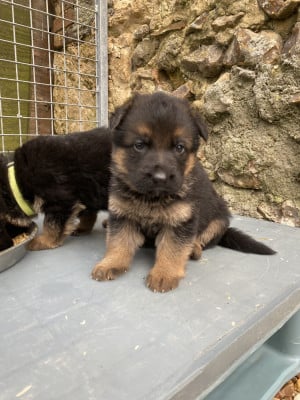 Les chiots de Berger Allemand