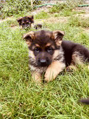 Les chiots de Berger Allemand