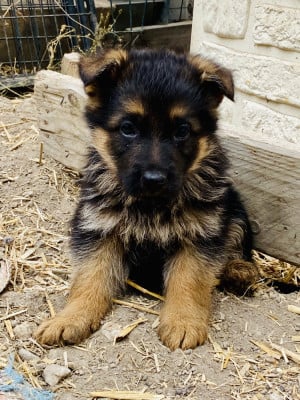 Les chiots de Berger Allemand