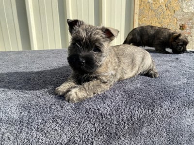 Les chiots de Cairn Terrier