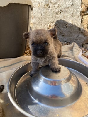 Les chiots de Cairn Terrier