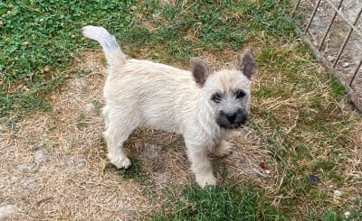 Les chiots de Cairn Terrier