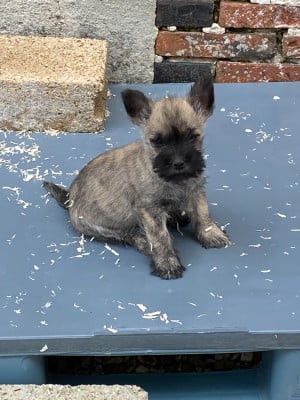 Les chiots de Cairn Terrier