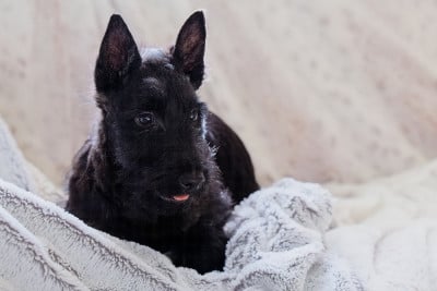 Les chiots de Scottish Terrier