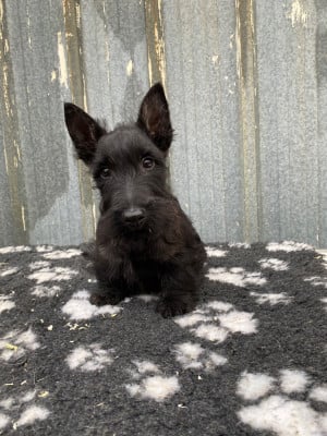 Les chiots de Scottish Terrier