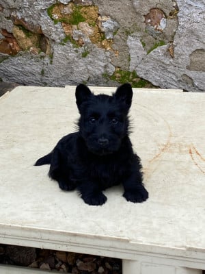 Les chiots de Scottish Terrier