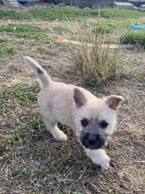 Les chiots de Cairn Terrier
