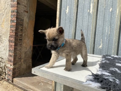 Les chiots de Cairn Terrier