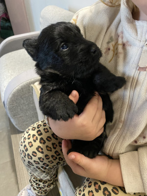 Les chiots de Scottish Terrier