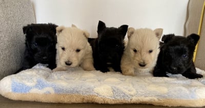 Les chiots de Scottish Terrier