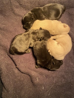 Les chiots de Scottish Terrier