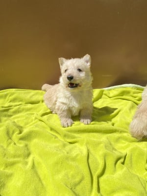 Les chiots de Scottish Terrier