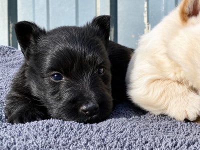 Les chiots de Scottish Terrier