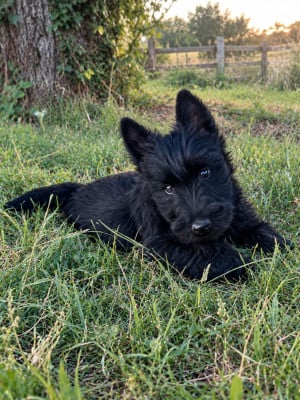Les chiots de Scottish Terrier