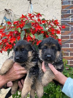 Les chiots de Berger Allemand