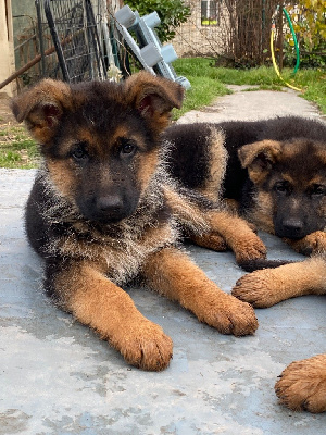 Les chiots de Berger Allemand