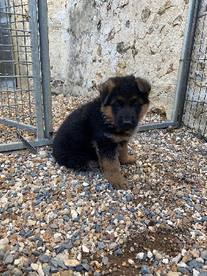 Les chiots de Berger Allemand