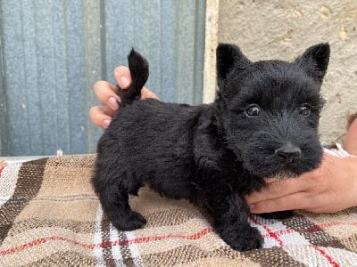 Les chiots de Scottish Terrier