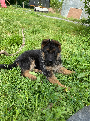 Les chiots de Berger Allemand