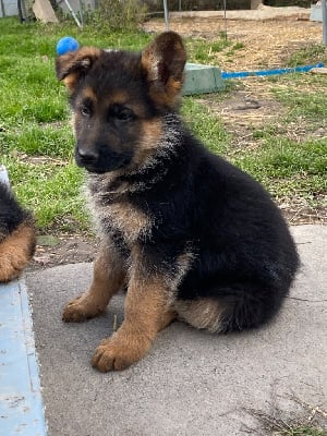 Les chiots de Berger Allemand