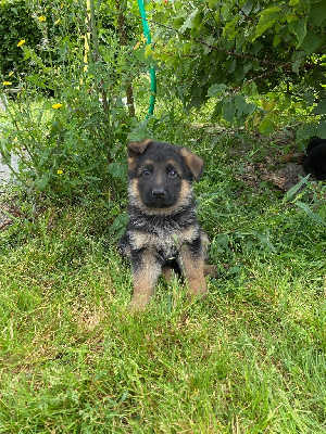 Les chiots de Berger Allemand