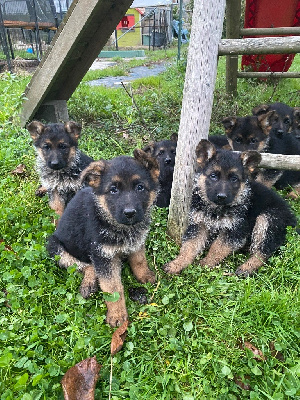 Les chiots de Berger Allemand