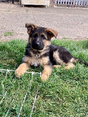 Les chiots de Berger Allemand