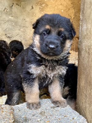 Les chiots de Berger Allemand