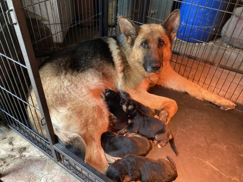 Berger Allemand - Feeling Cottage