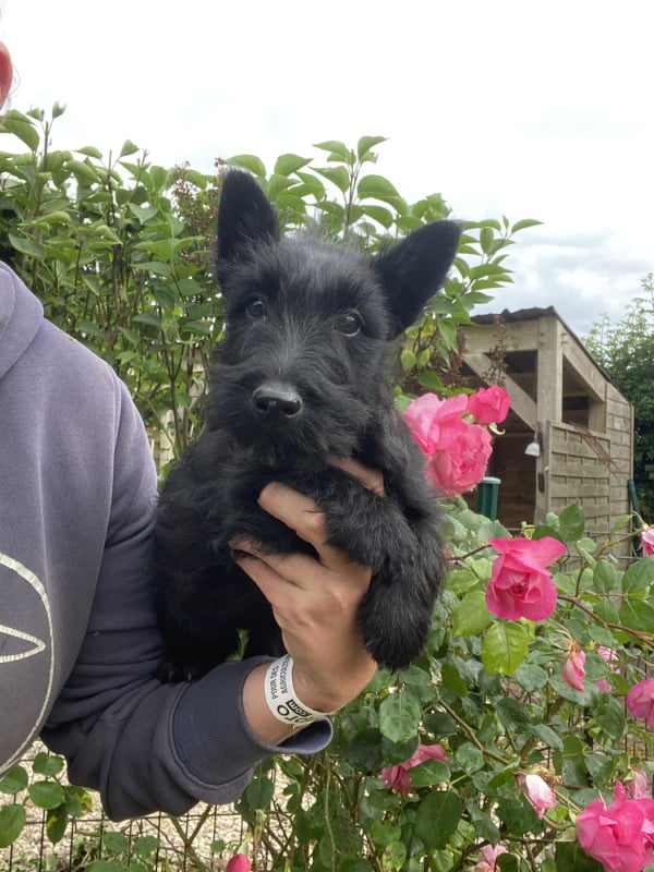 Scottish Terrier - Feeling Cottage