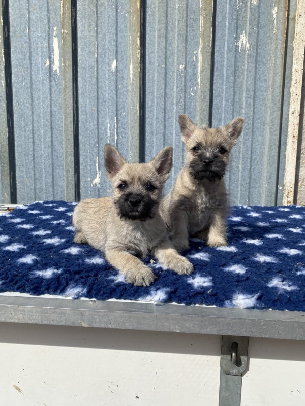 Cairn Terrier - Feeling Cottage