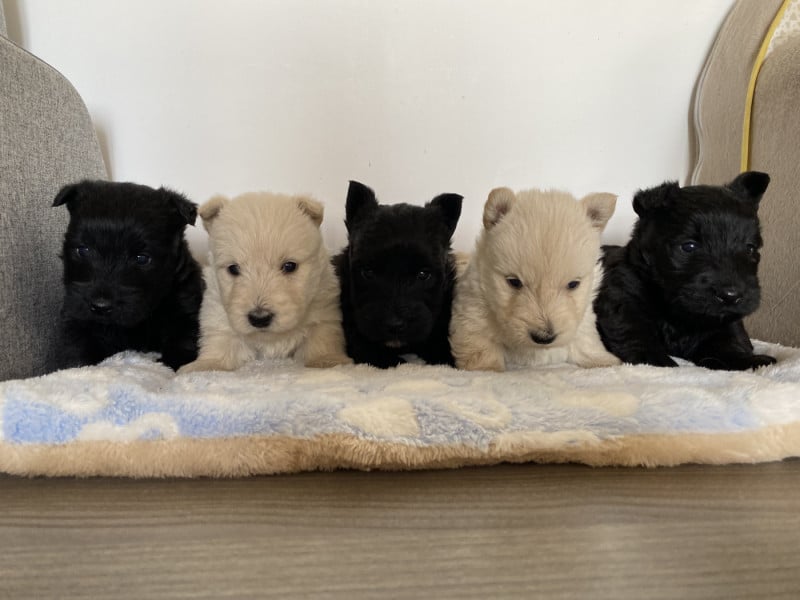 Scottish Terrier - Feeling Cottage