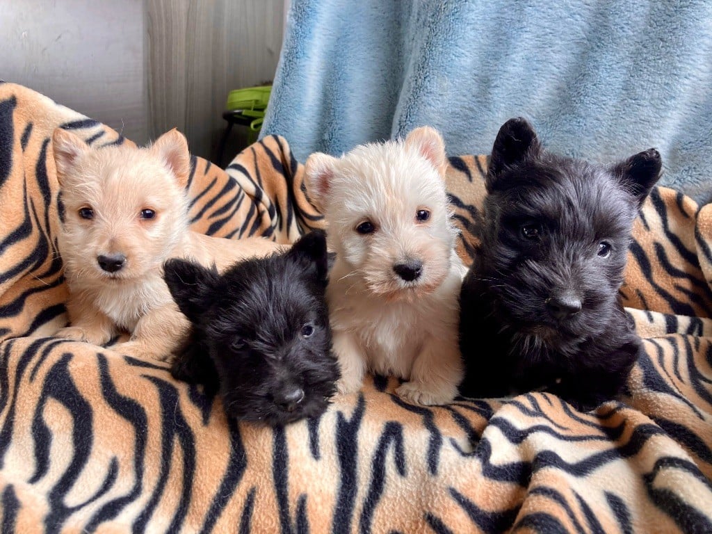 Scottish Terrier - Feeling Cottage