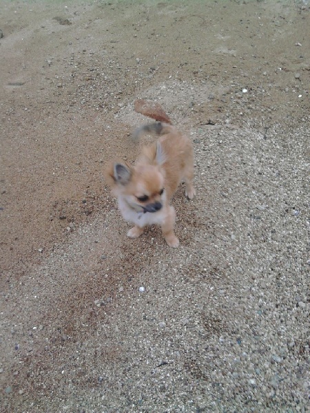 Publication : Du Royaume De Faidel Auteur : Royaume de Faidel