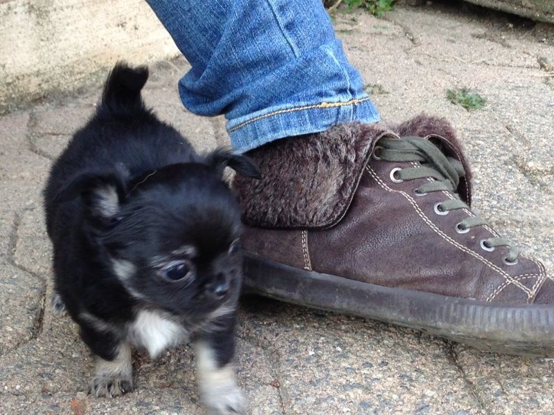 Publication : Du Royaume De Faidel Auteur : du royaume de faidel