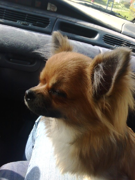 Publication : Du Royaume De Faidel Auteur : Royaume de Faidel