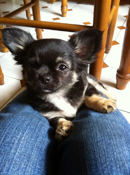 Publication : Du Royaume De Faidel Auteur : du royaume de faidel