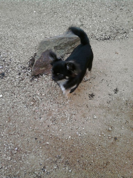 Publication : Du Royaume De Faidel Auteur : du royaume de faidel