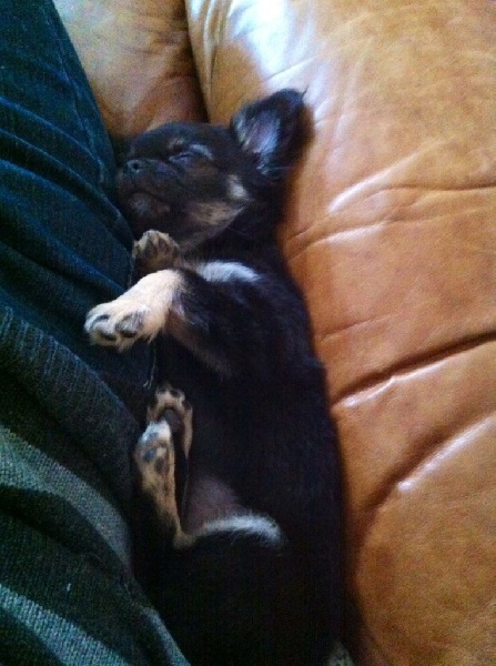 Publication : Du Royaume De Faidel Auteur : du royaume de faidel