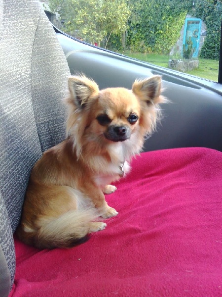 Publication : Du Royaume De Faidel Auteur : Royaume de Faidel