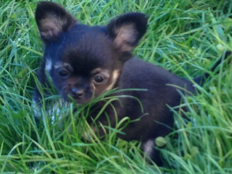 Publication : Du Royaume De Faidel Auteur : du royaume de faidel