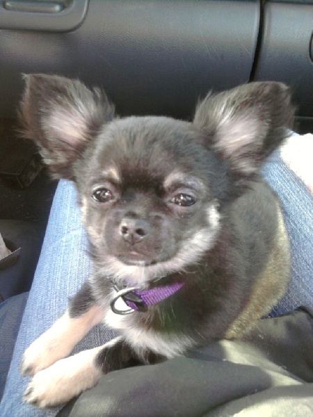 Publication : Du Royaume De Faidel Auteur : du royaume de faidel