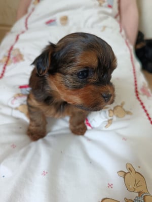 Les chiots de Bichon Havanais