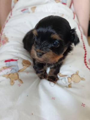 Les chiots de Bichon Havanais