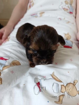 Les chiots de Bichon Havanais