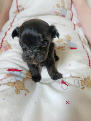 Les chiots de Bichon Havanais