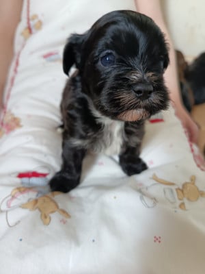 Les chiots de Bichon Havanais