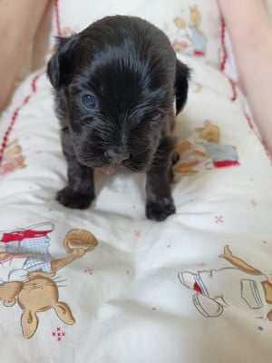 Les chiots de Bichon Havanais
