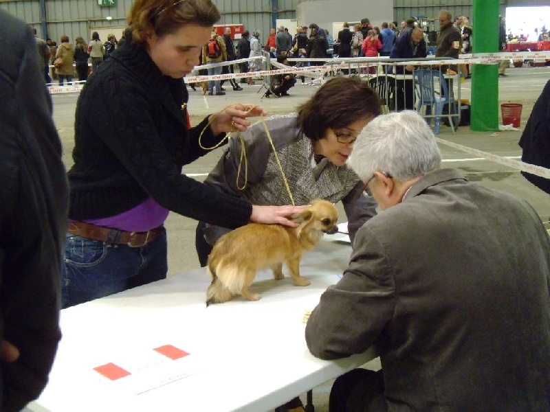 Iloa de la Légende de Shanti - TRES PROMETTEUSE Meilleur Puppy Classe Puppy