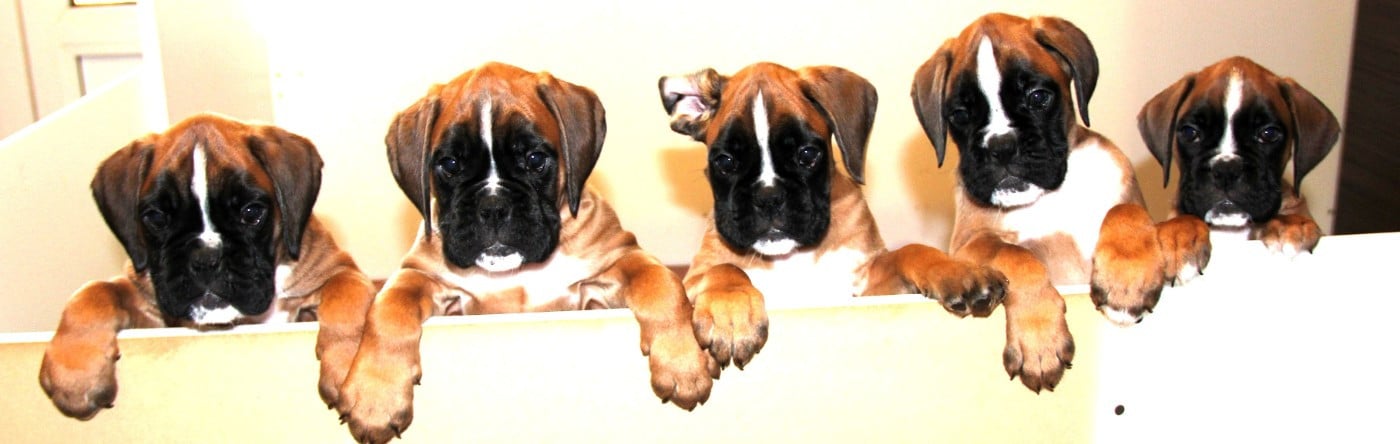 Boxer - Au Pays Des Joyaux